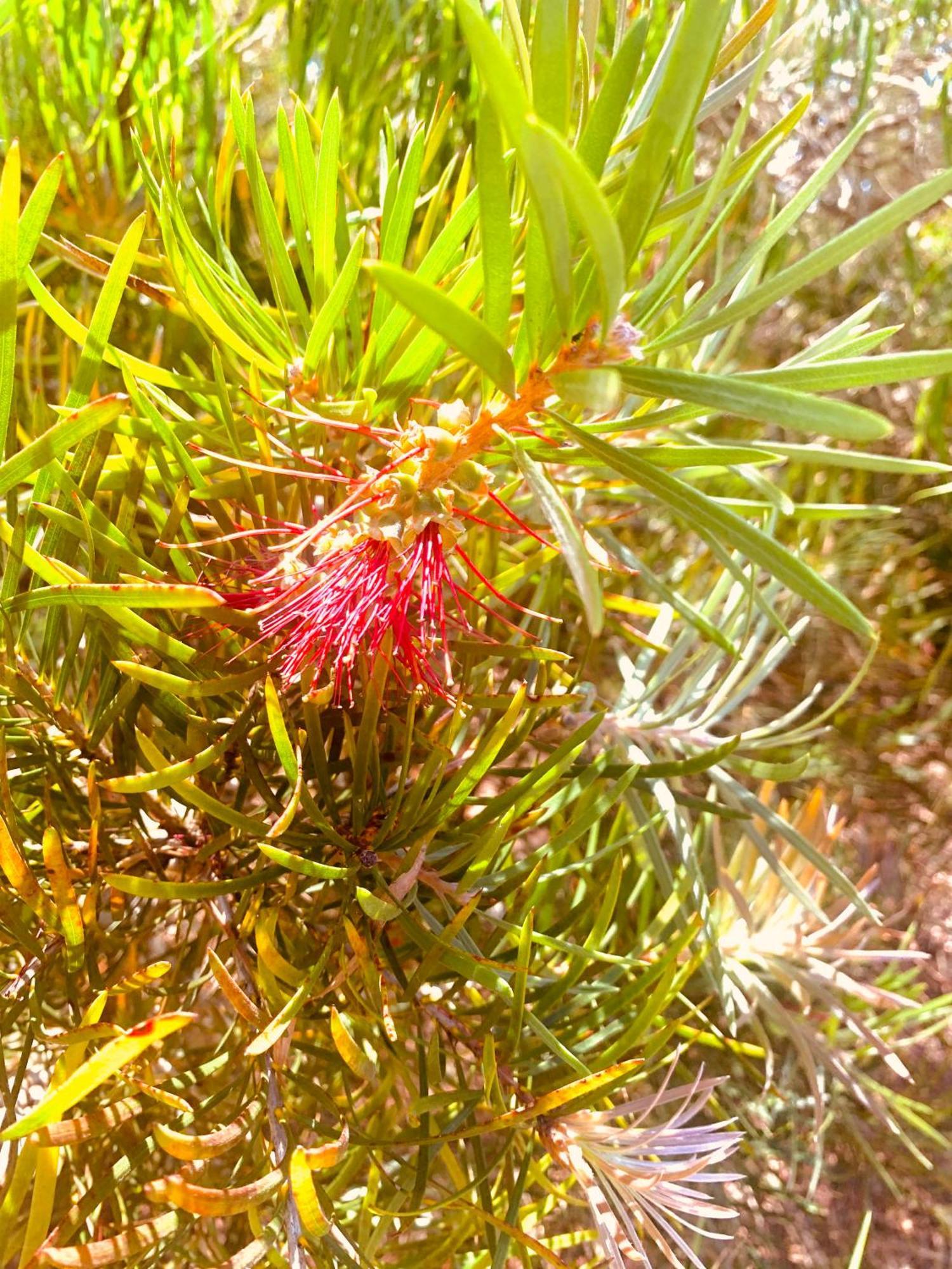 Spring Bay Villas, Denmark, WA Exteriör bild